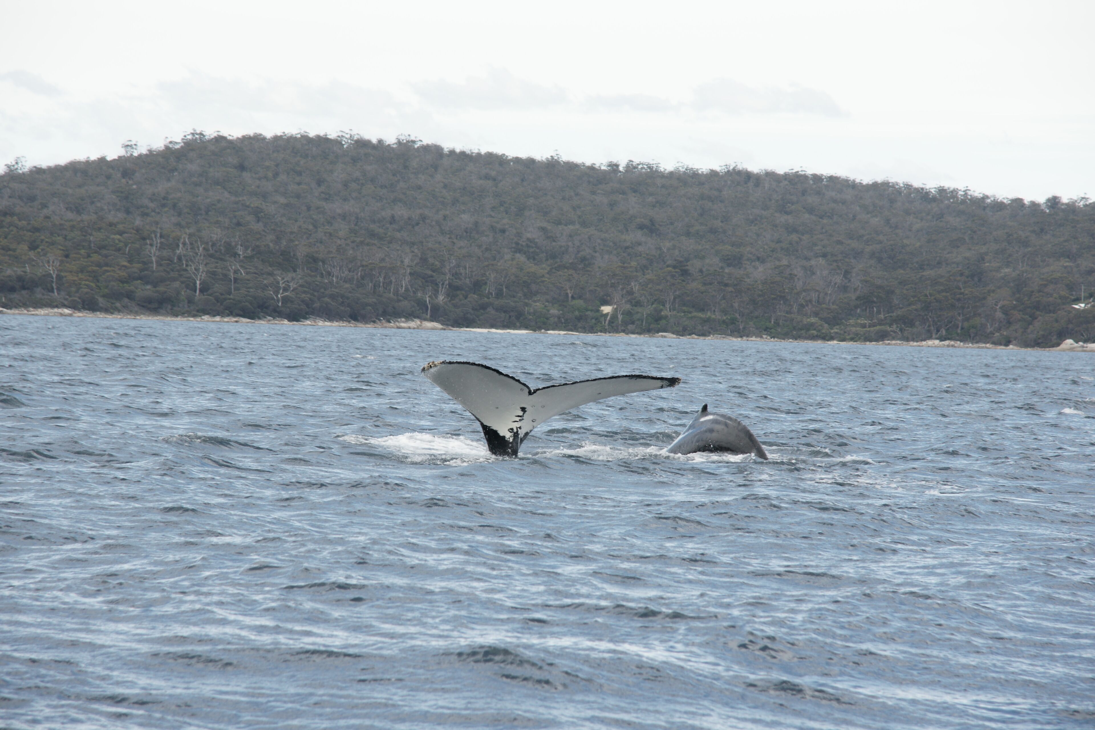 A whale breaching with its tail visible above the water.