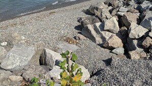 A rocky shoreline with pebbles and a small plant in the foreground, leading to calm water.