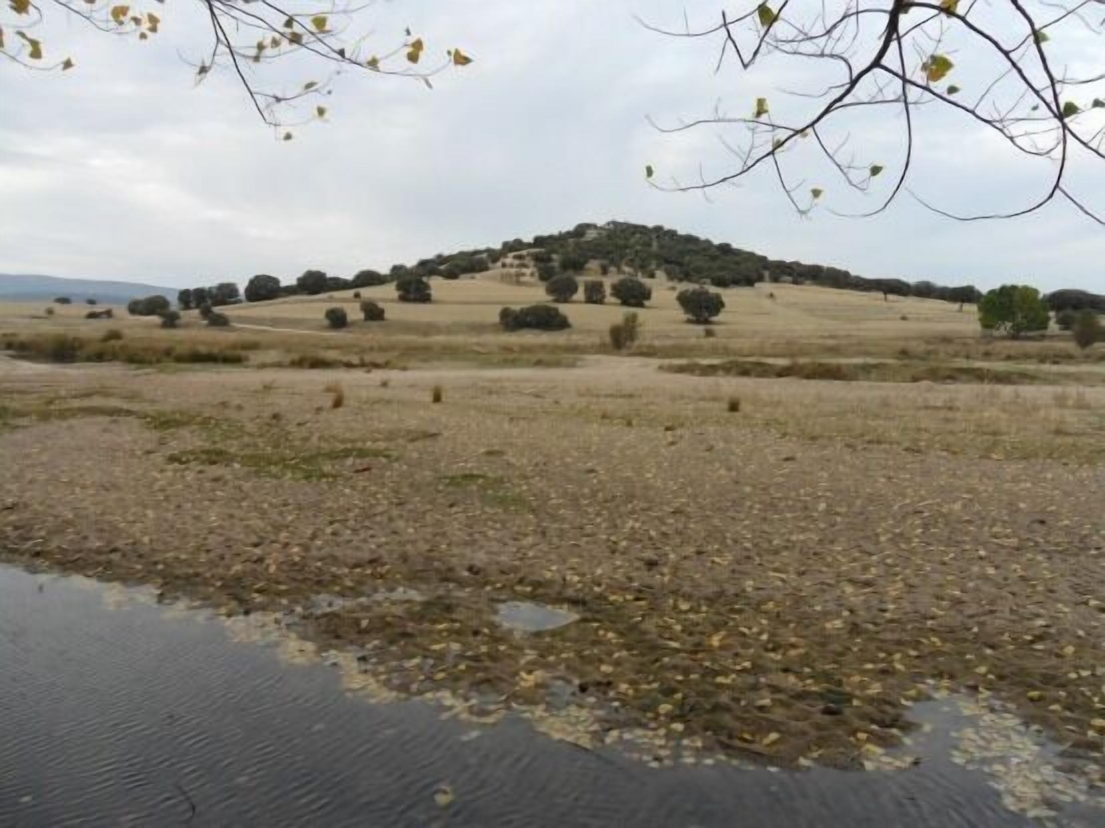 Un paisaje rural con una colina, árboles dispersos y un charco de agua.