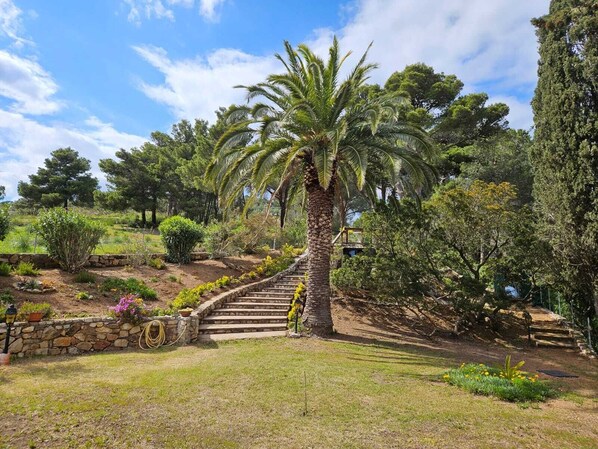 Ein Garten mit einer Palme, Steintreppen und verschiedenen Sträuchern.