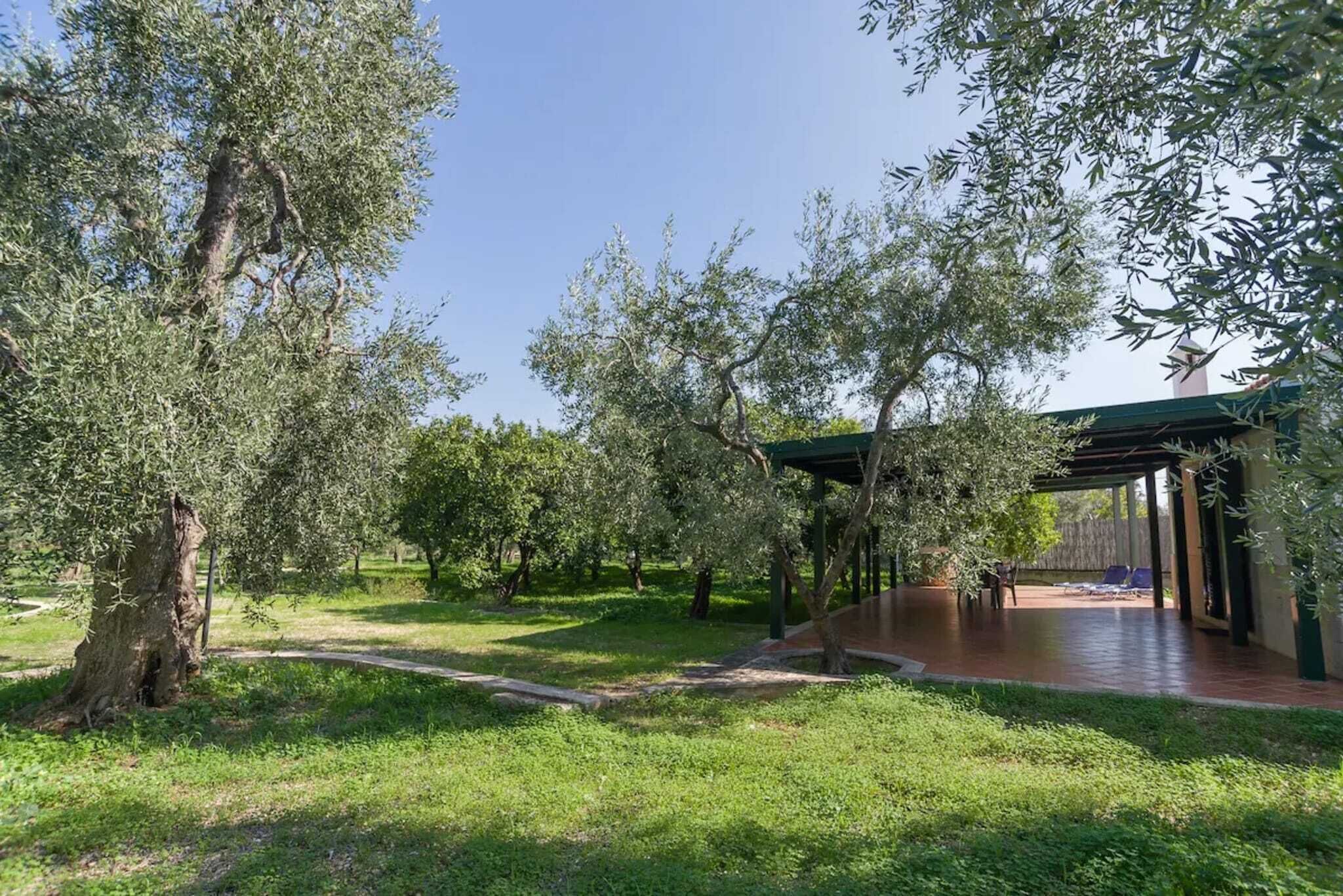 Een overdekt buitengebied met een pergola, omringd door olijfbomen en een gazon.