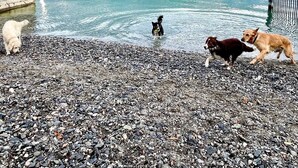 Un rivage rocheux bordant un lac, où des chiens jouent, une vue dégagée sur les montagnes en arrière-plan et une petite ville de l’autre côté de l’eau.