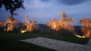 A grassy outdoor area with trees and a paved path.