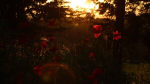 A forest with red flowers and sunlight filtering through the trees.