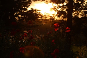 Uma floresta com flores vermelhas e luz do sol filtrando-se entre as árvores.