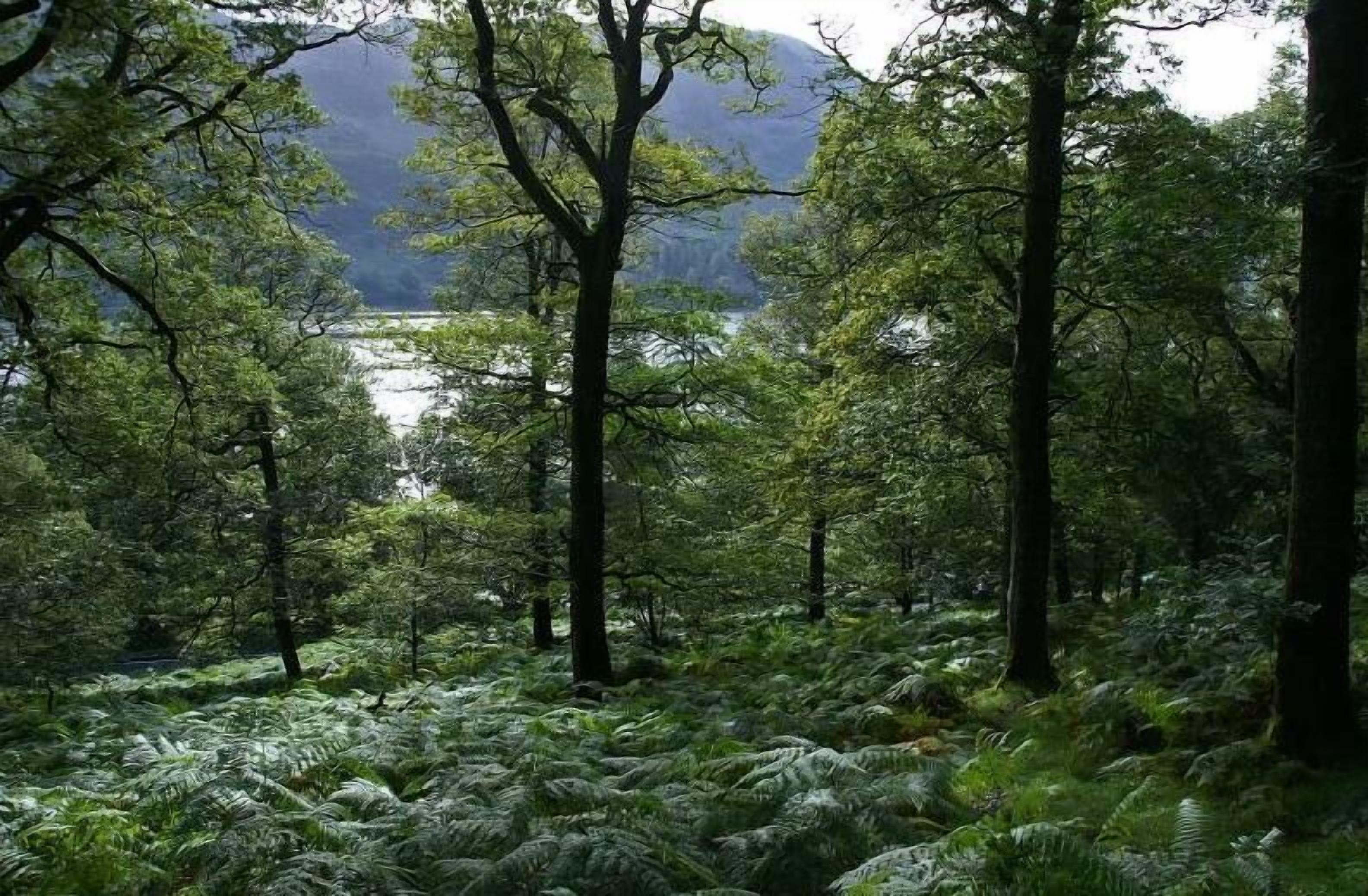 Area boscosa con alberi fitti e felci, un lago sullo sfondo e una catena montuosa.