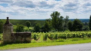 Ein Weinberg mit Rebenreihen, einer Steinmauer und einer Straße im Vordergrund.