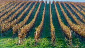 Ein Weinberg mit Rebenzeilen.