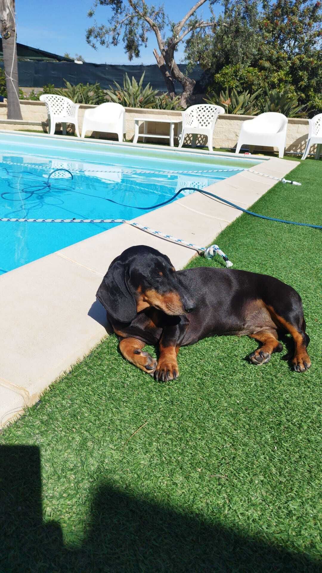 Una piscina con un perro acostado sobre el césped a su lado.