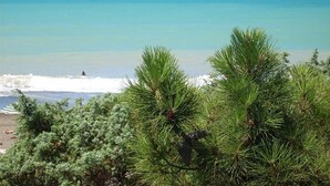 Ein Strand mit klarem türkisblauem Wasser, einem Sandufer und dichten grünen Kiefern im Vordergrund.