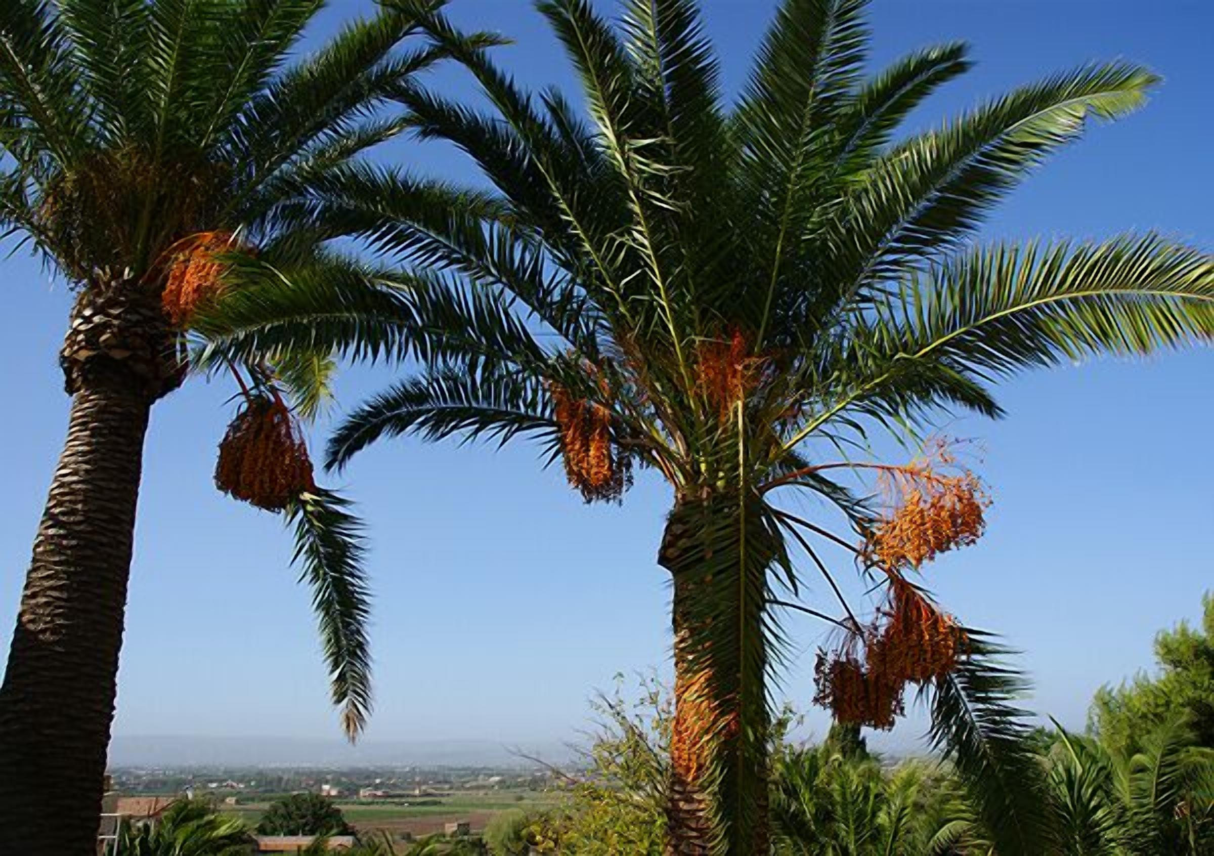 A palm tree with coconuts against a clear sky.