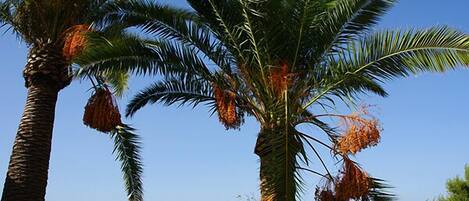 A palm tree with coconuts against a clear sky.