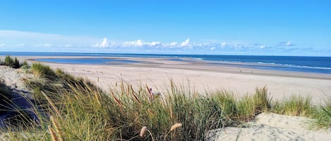 Playa en los alrededores y camastros