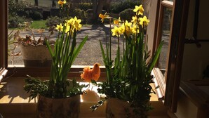 Vista a través de una ventana con narcisos en macetas y un árbol afuera.