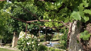 Un banco de madera bajo una pérgola con parras y el tronco de un árbol.