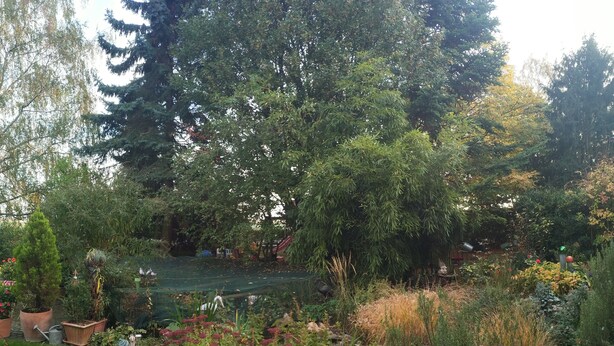 Een weelderige tuin met diverse planten en bomen, een klein vijvertje en een houten bank.