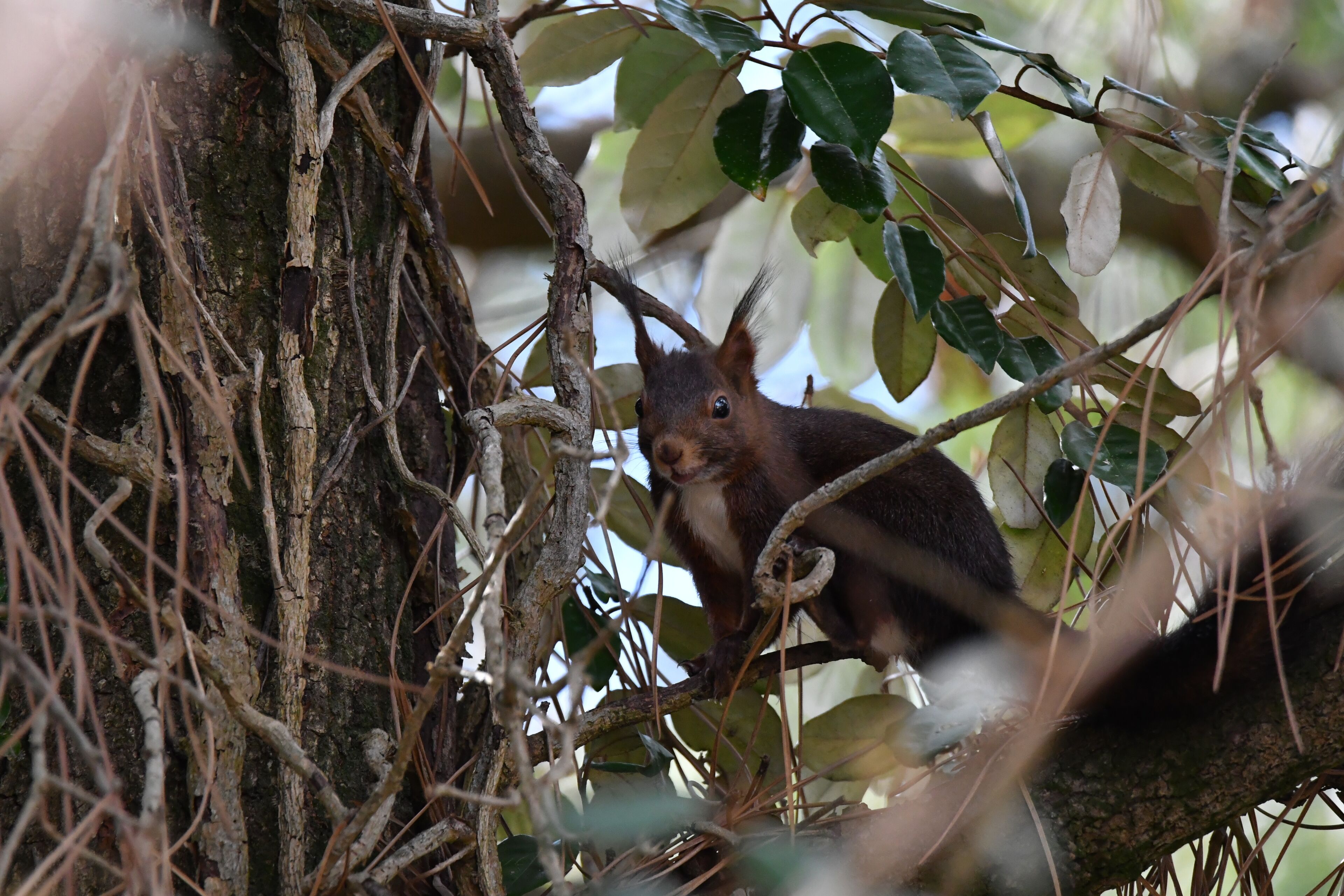 Un écureuil était perché sur une branche d’arbre, au milieu d’un feuillage dense.