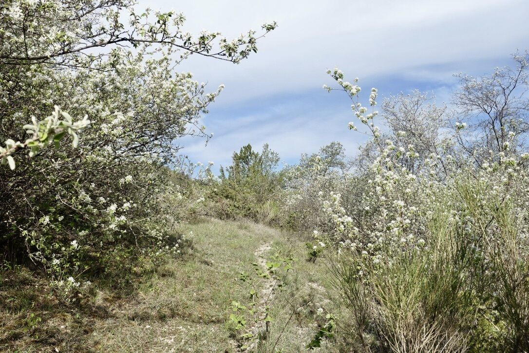 A natural landscape with a dirt path surrounded by flowering shrubs and trees.