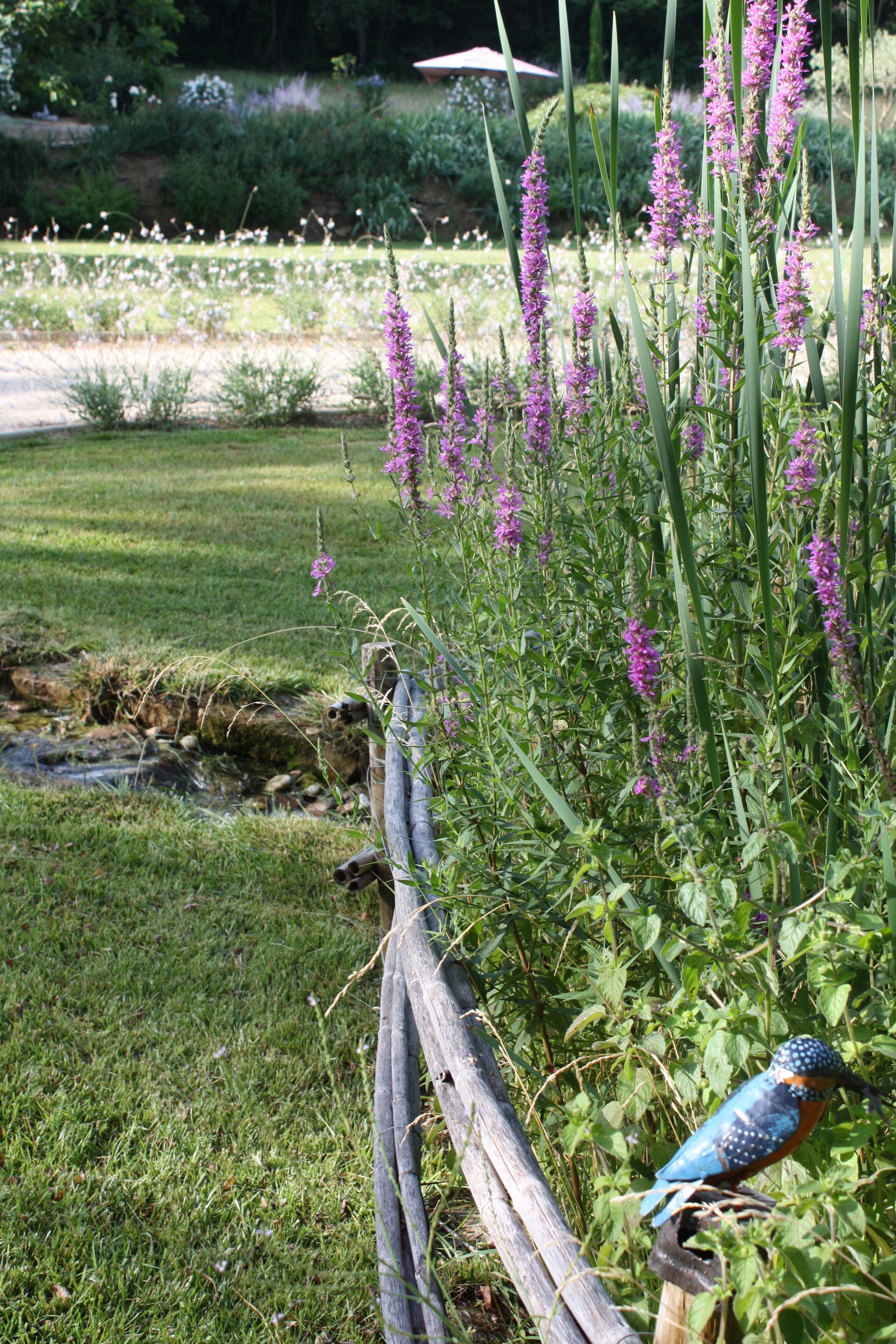 A bird perched on a fence in a garden with purple flowers and a stream.