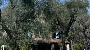 Una piscina amb gandules, una tanca de fusta i un arbre al fons.