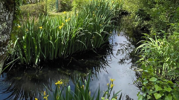 A serene pond surrounded by lush greenery and a wooden fence in the background.