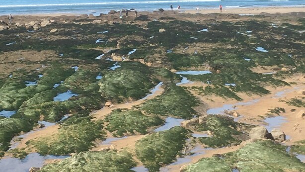Une côte rocheuse parsemée d’algues vertes, un phare et une jetée qui s’avance dans l’eau.