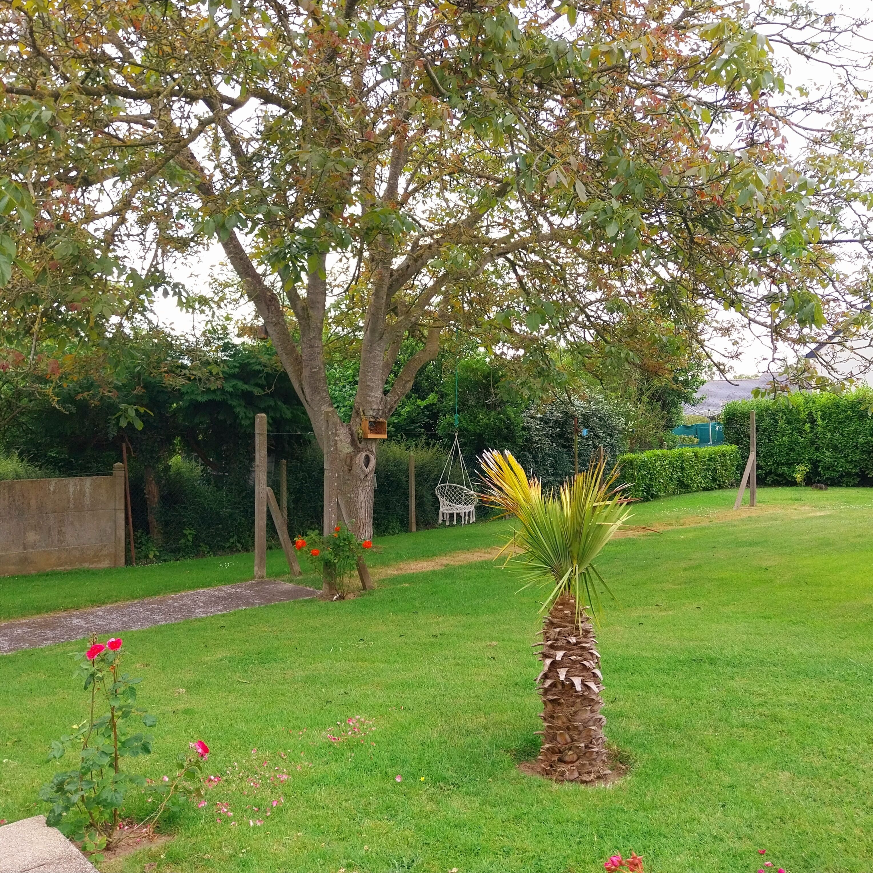 A garden with a palm tree, a rose bush, and a pathway.