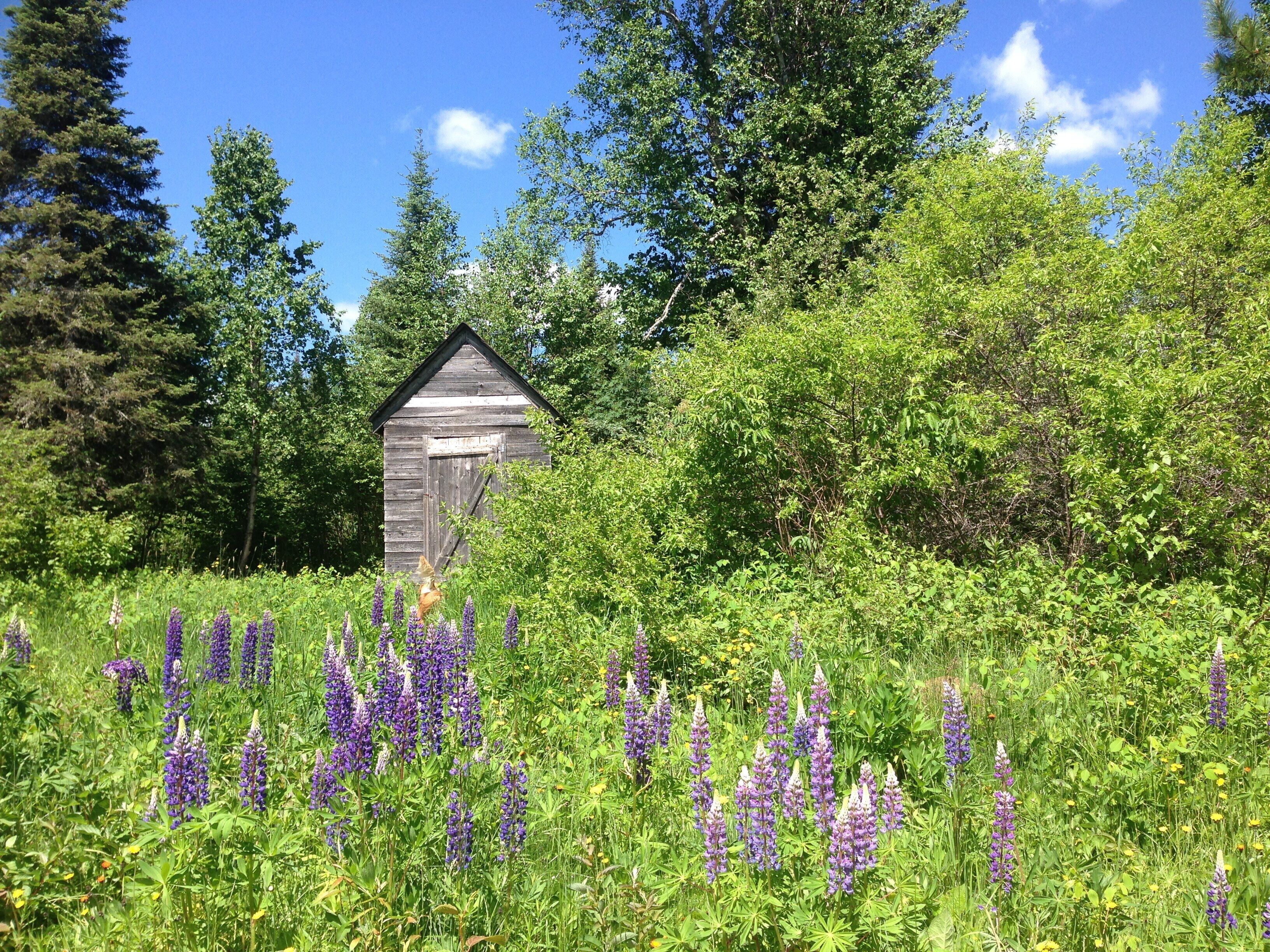 A rustic wooden cabin surrounded by dense greenery and purple lupine flowers.