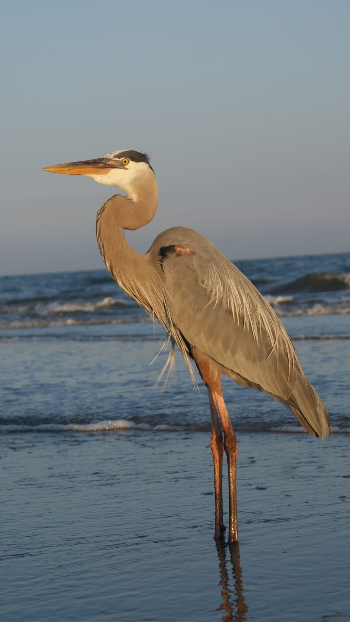 A heron standing in shallow water with waves in the background.
