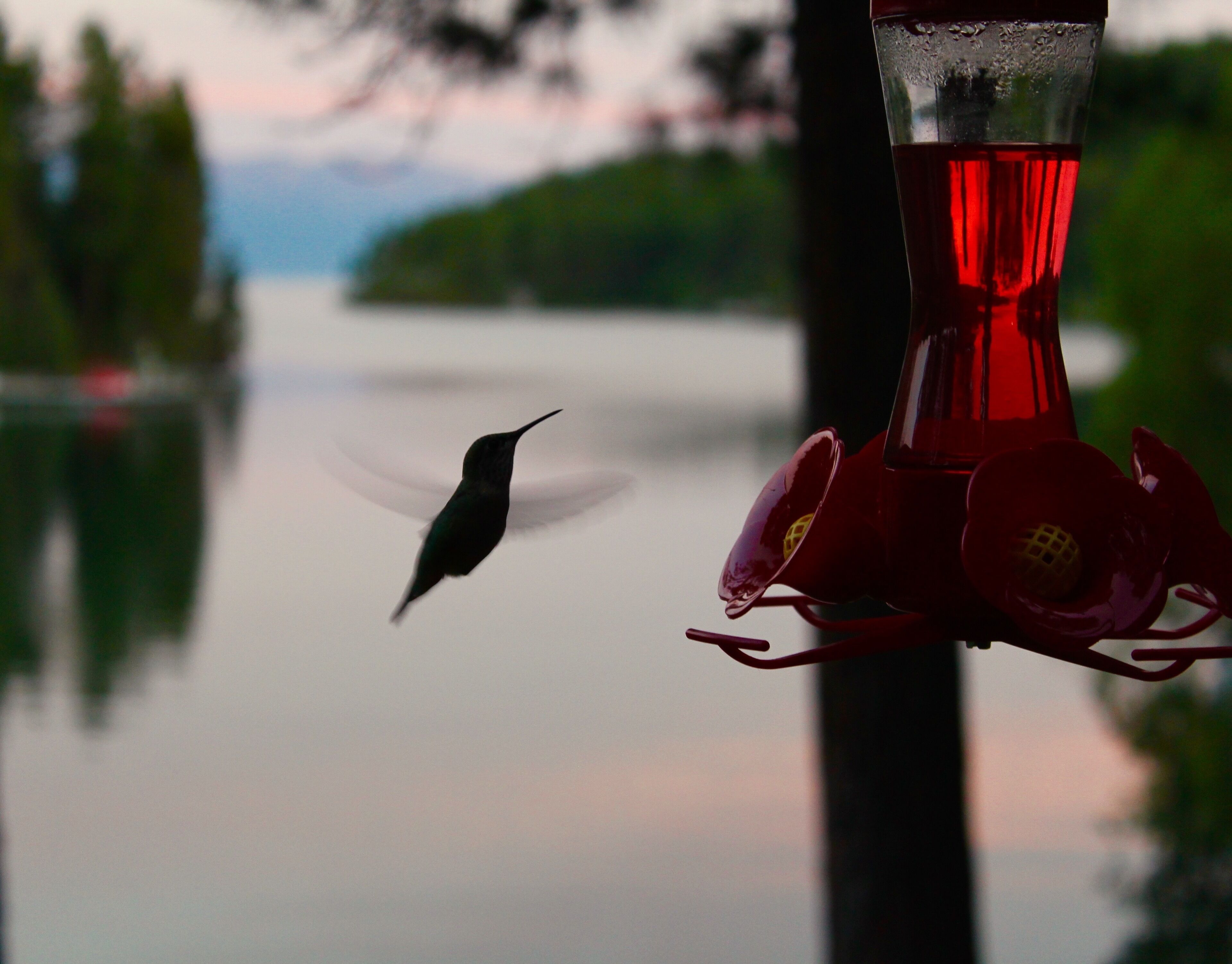 Un colibrí suspendido cerca de un comedero rojo para pájaros.