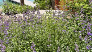 Une cabane au bord d’un lac, avec un quai, entourée d’arbres et de fleurs violettes.