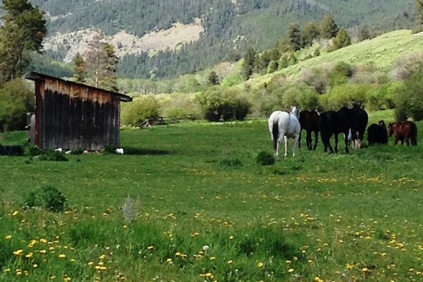 One of the meadows by creek cabin...yellowstone park mountains in background