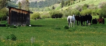 Yellowstone Park - Cabin On Private Creek, Other Lodging, Close To Activities