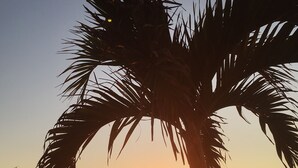 Um pôr do sol sobre o oceano com silhueta de palmeira.