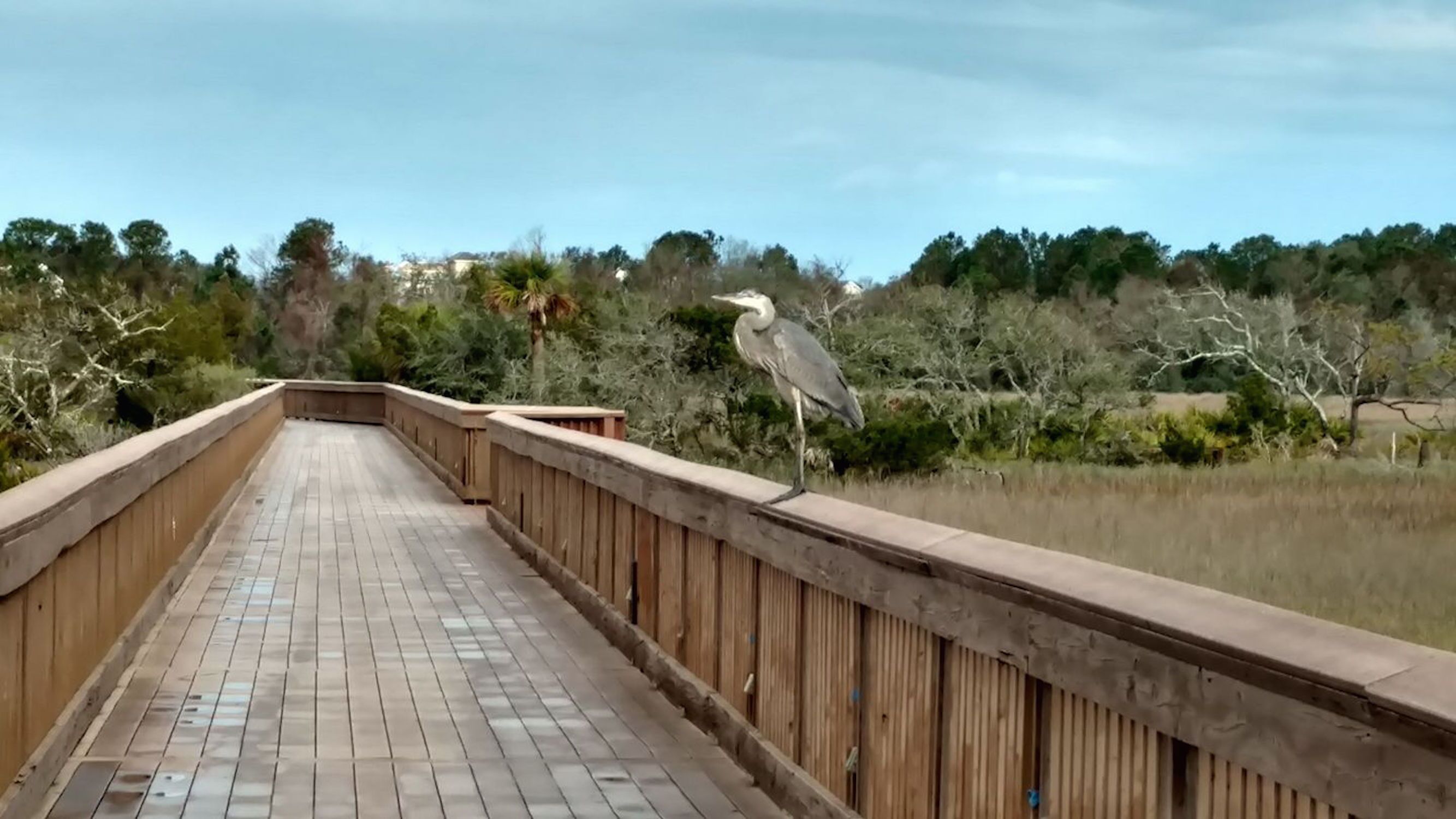 A wooden bridge with a railing, leading to a natural area with trees and shrubs.
