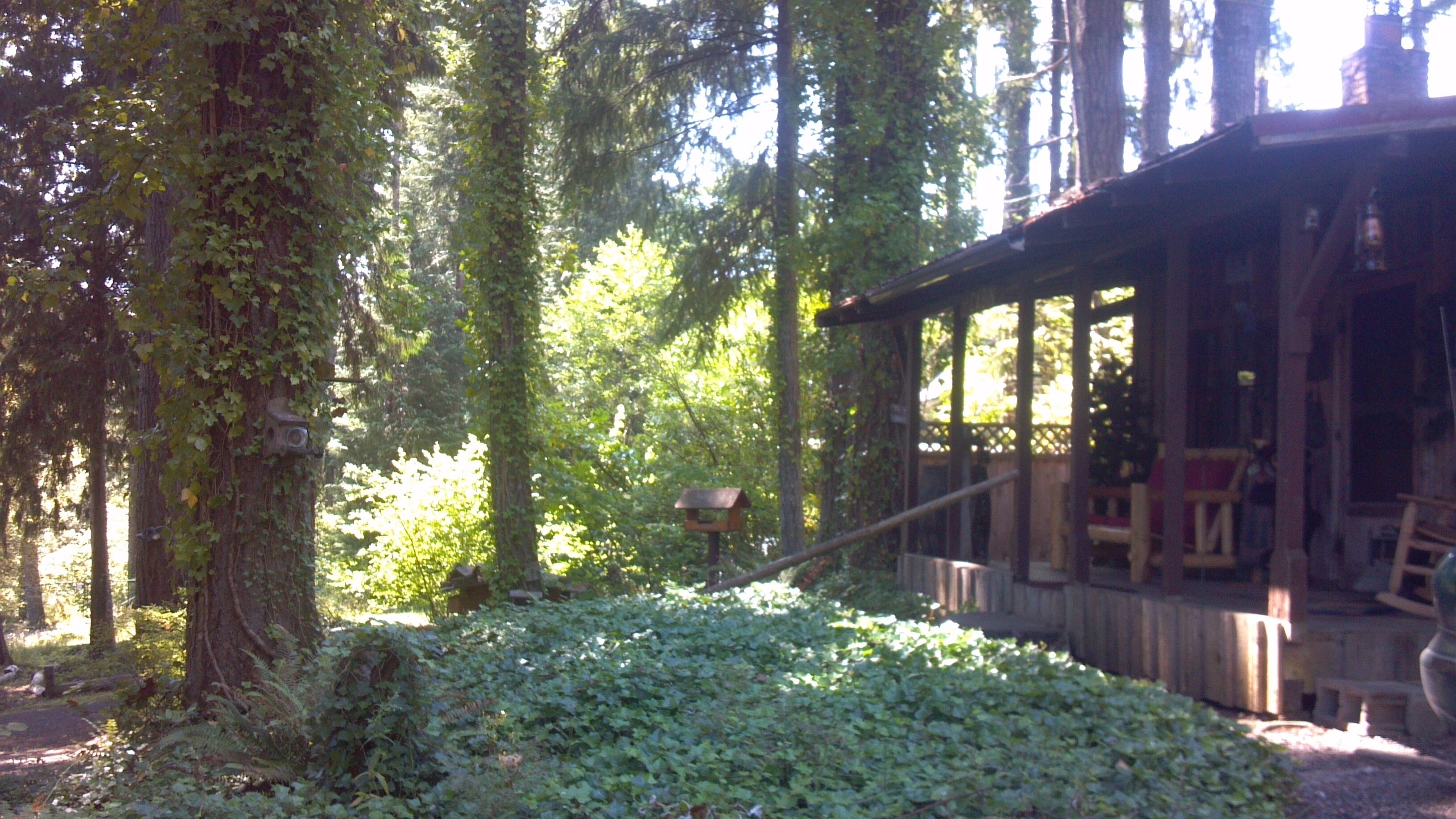 Unique Cabin in the Woods Near Mount St. Helens