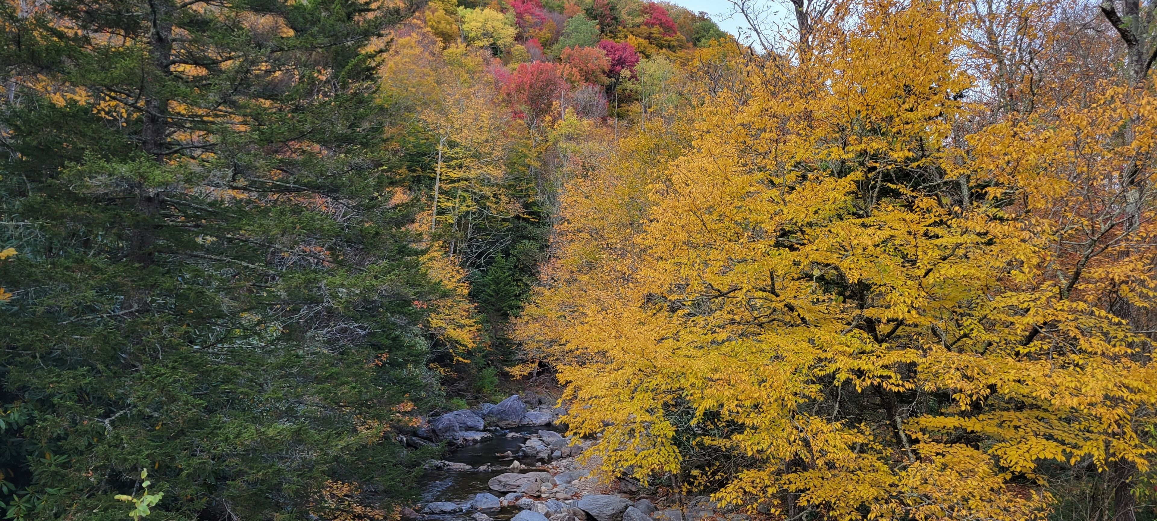 Une zone boisée avec un ruisseau et un terrain rocheux.