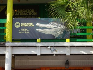 A sign for Alligator Attraction with a crocodile illustration and text. - **BEACH FRONT CONDO**  OUTSTANDING LOCATION!! AND A BREATH-TAKING VIEW** (Madeira Beach)