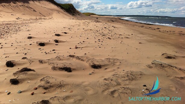 A sandy beach with footprints and seaweed, a grassy dune, and the ocean in the background.