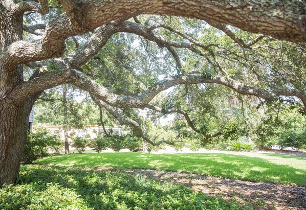 A large tree with extensive branches in a park setting. - 3 BR, 2 BA Charming Elevated House -- 1 Block to Beach! Large Screened Porch! (Isle of Palms)