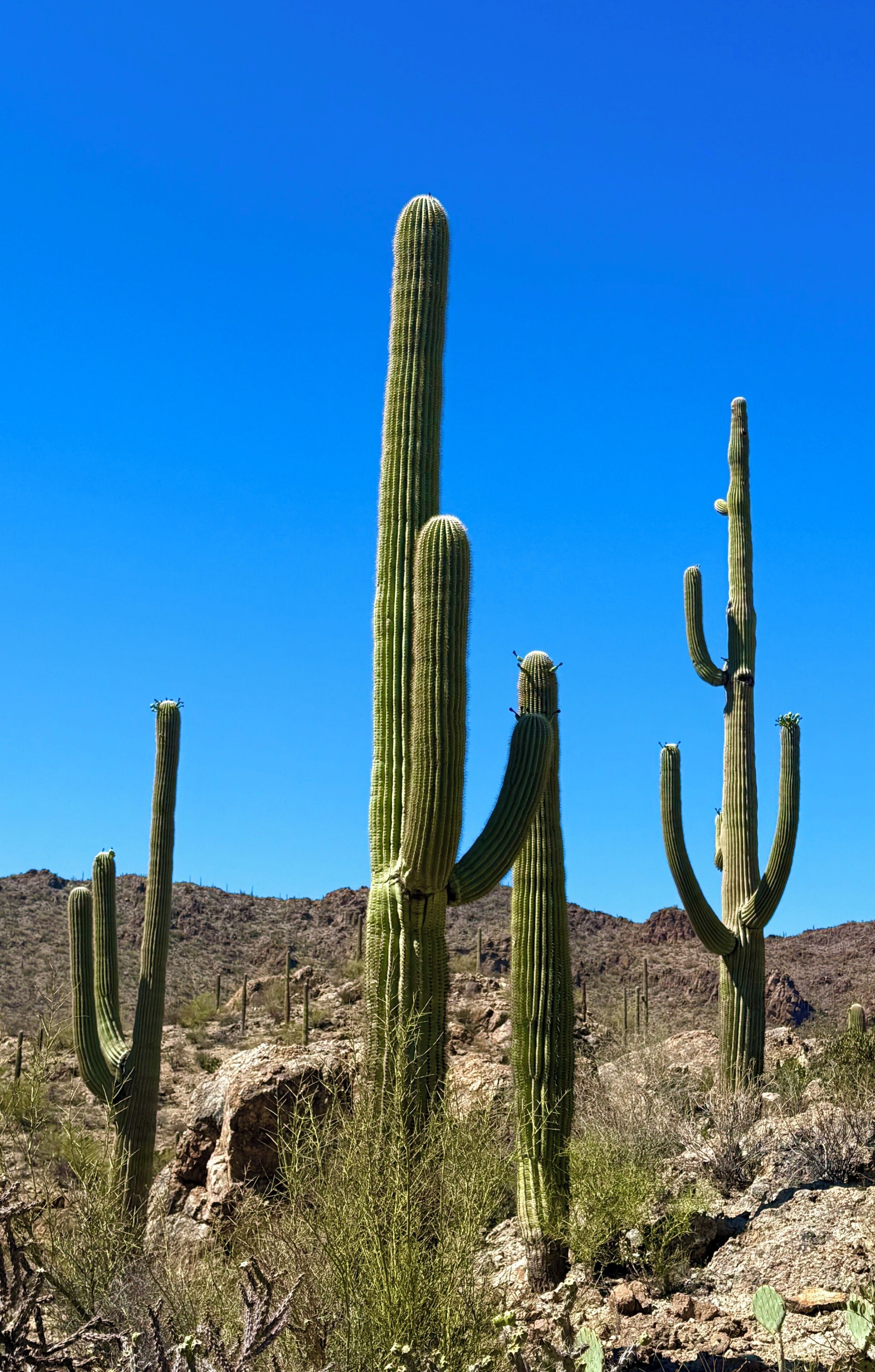 Actual property view: four towering saguaros,
unmistakable Sonoran beauty 
