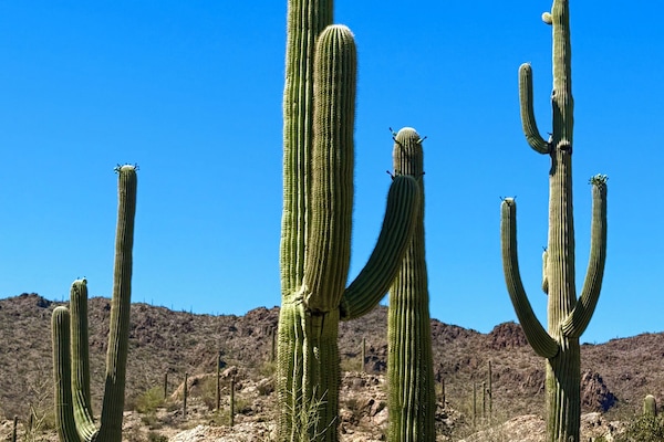 Actual property view: four towering saguaros,
unmistakable Sonoran beauty