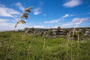 Un campo cubierto de pastos altos con un edificio al fondo.