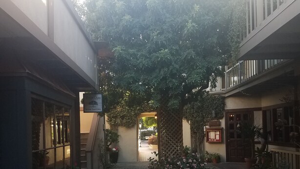 Un estrecho callejón con un árbol en el centro, bordeado por edificios con ventanas y plantas en macetas.