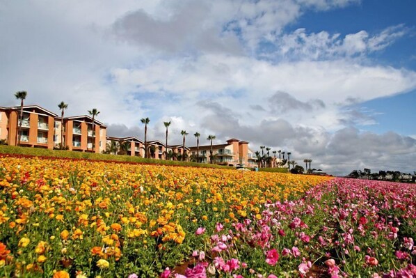 A hotel with multiple floors, palm trees, and a field of colorful flowers.