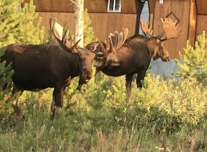 Two moose in a grassy area with a wooden structure in the background.