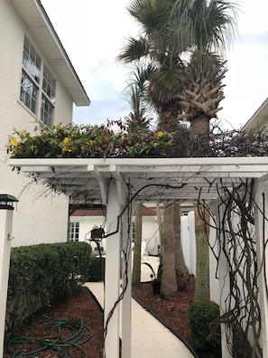 Relax under the shade of a pergola, surrounded by lush greenery and a palm tree.
