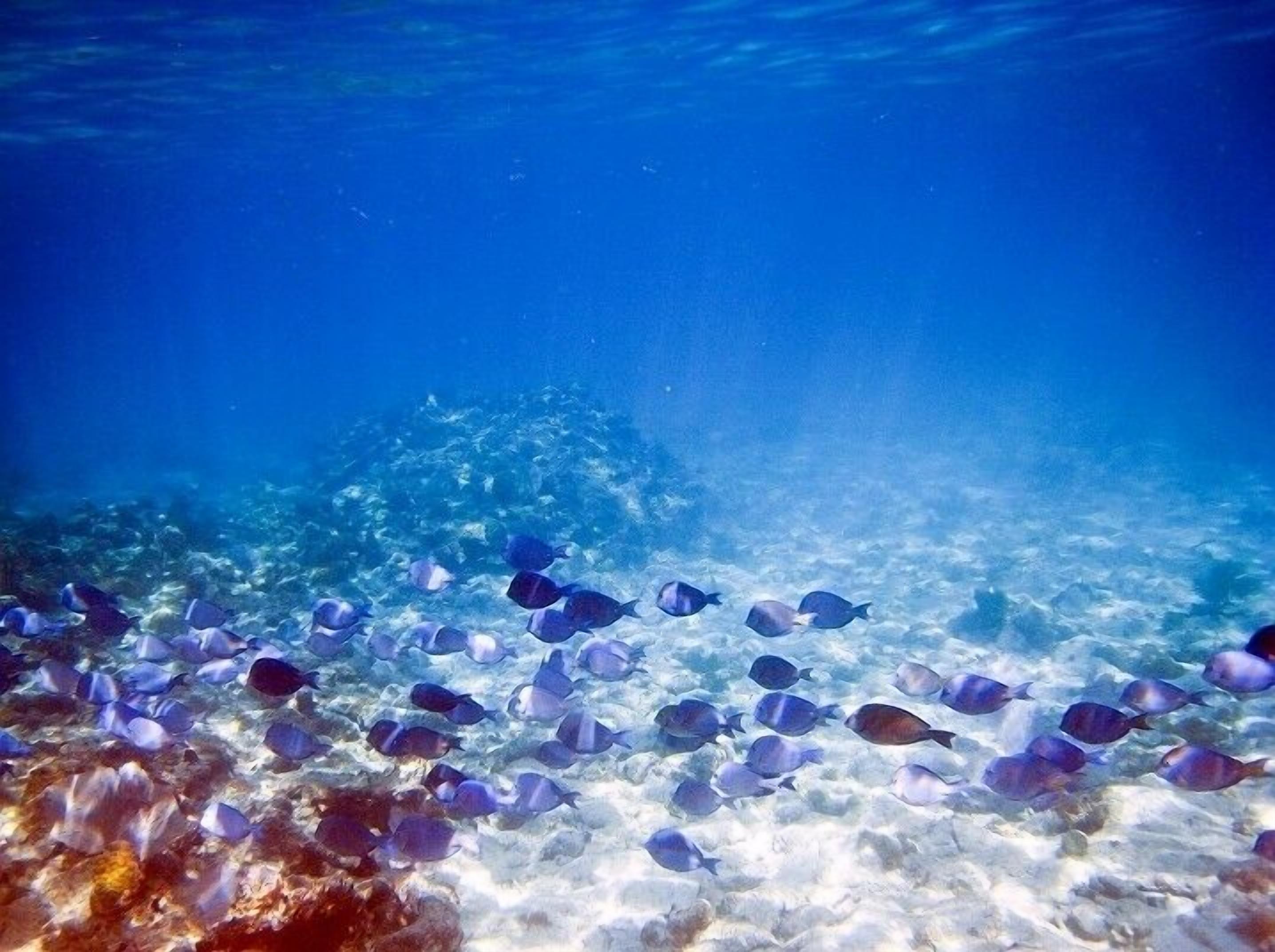 An underwater scene with a school of fish swimming near the ocean floor.