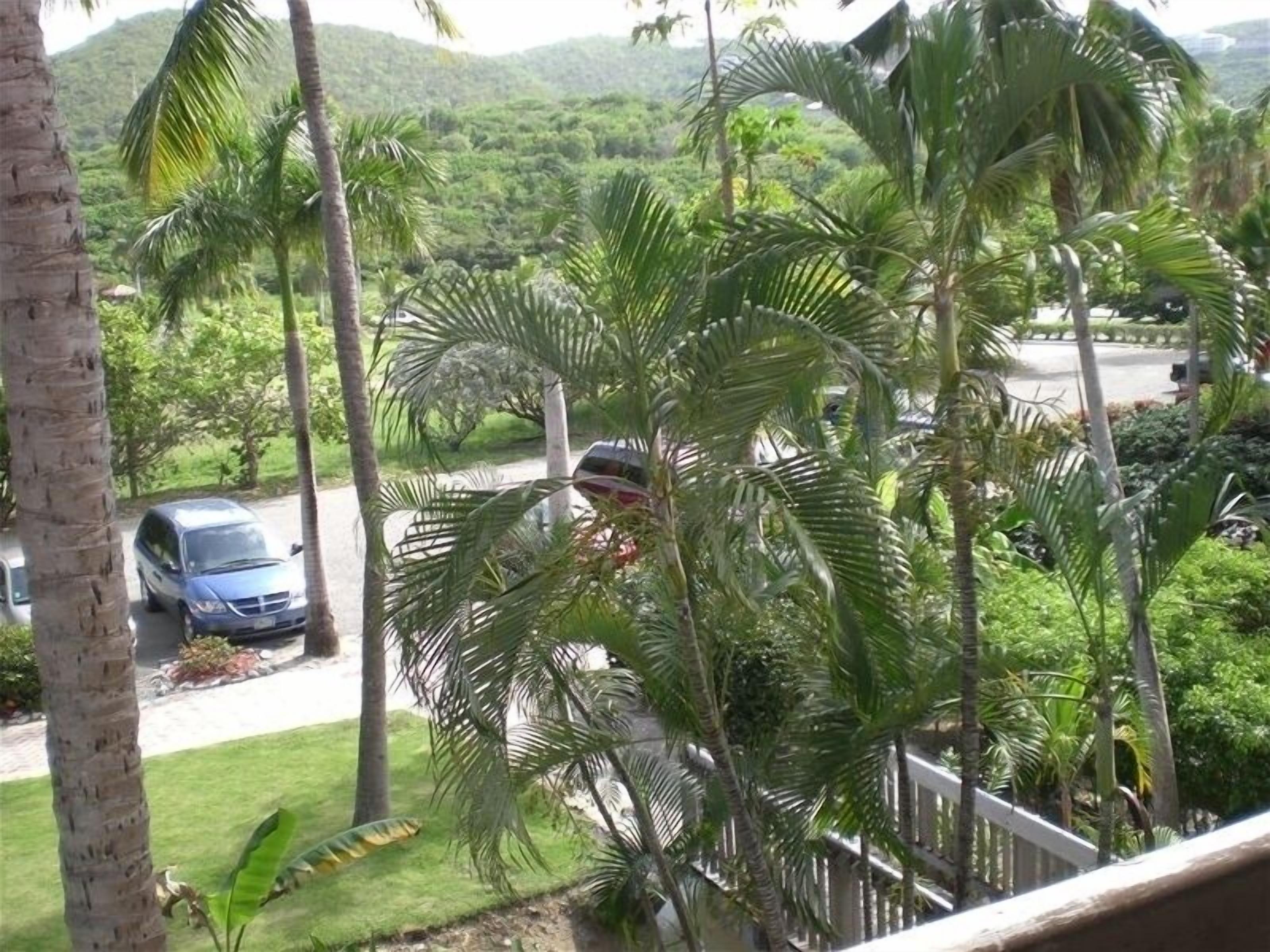 A view of a lush, green landscape with palm trees and a road with parked cars.