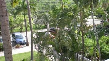 A view of a lush, green landscape with palm trees and a road with parked cars.